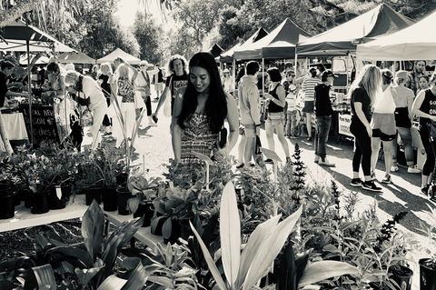 Yamba Farmers And Producers Market - Tourism TAS 0