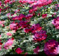 2020 Woolmers Estate Festival of Roses - Tourism TAS