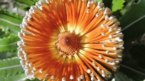 Australian Flora: Past, Present And Future - Tourism TAS 1
