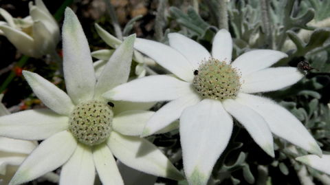 Australian Flora: Past, Present And Future - Tourism TAS 2