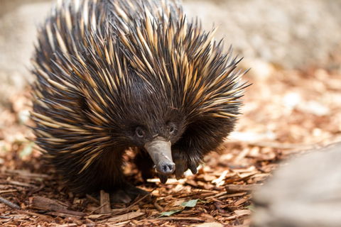 Aussie Wildlife Course - July/August/September - Tourism TAS 0