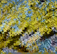 Australian Wattle Day  the Old Bus Depot Markets - Tourism TAS