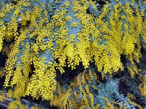 Australian Wattle Day @ The Old Bus Depot Markets - Tourism TAS 0