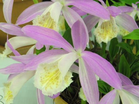 Blackheath Flower And Craft Show - Tourism TAS 2