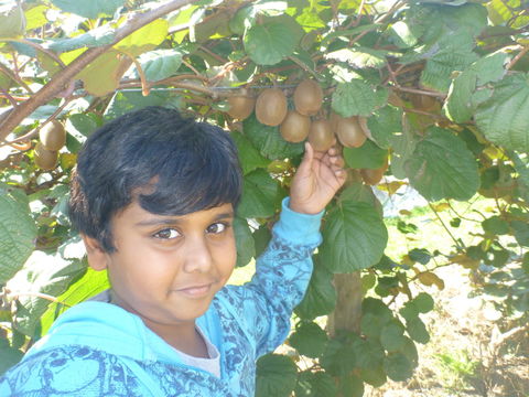 Fruit Taste Adventure Tours - Hobart Tourism 1