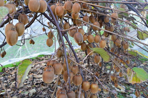 Fruit Taste Adventure Tours - Hobart Tourism 2