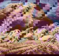 Grafton Farmers Market - Tourism TAS