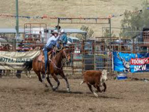 Gresford  Campdraft And Rodeo - Hobart Tourism 1
