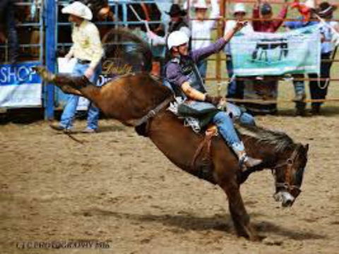 Gresford  Campdraft And Rodeo - Hobart Tourism 2