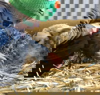 Horsham Agricultural Show - Tourism TAS