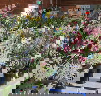 Sapphire Coast Orchid Club Spring Orchid Show - Tourism TAS