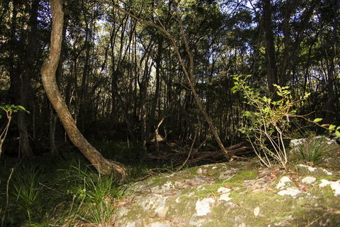Bottlebutt Bash Trail Run - Tourism TAS 1