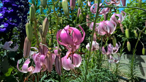Burnie Lilium Show - Tourism TAS 1