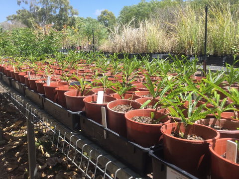Conservation Volunteers Australia Townsville - Ocean View Nursery - Tourism TAS 2
