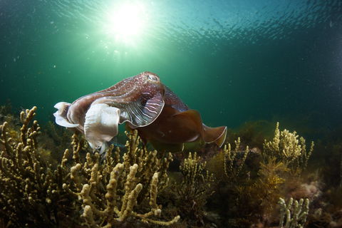 Cuttlefish Diving & Snorkeling EVERYDAY May -August - Hobart Tourism 0