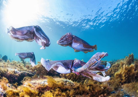 Cuttlefish Diving & Snorkeling EVERYDAY May -August - Hobart Tourism 2