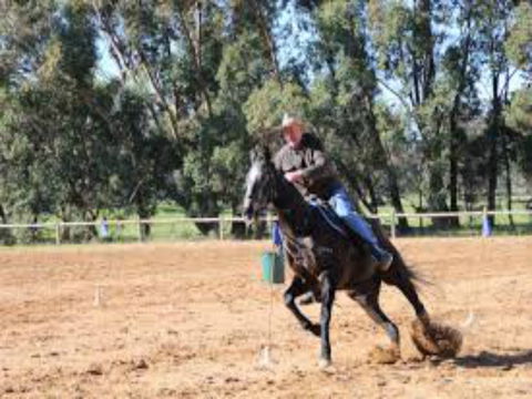 Glen William Gymkhana - Tourism TAS 1
