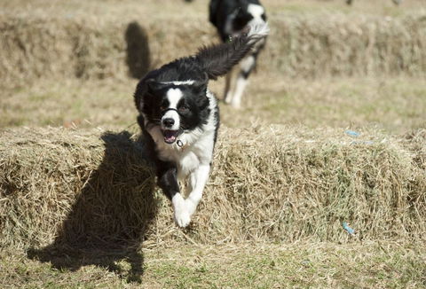 Great Nundle Dog Race - Tourism TAS 0