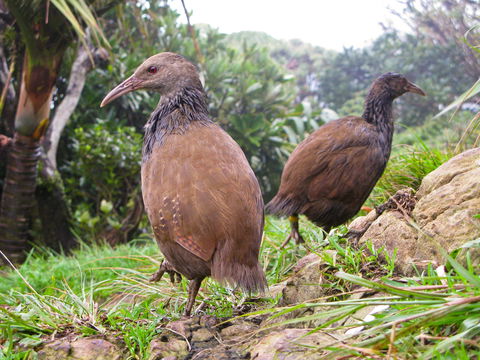 Lord Howe Island Bird Week - Tourism TAS 0