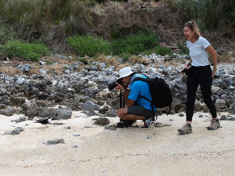 Lord Howe Island Bird Week - Tourism TAS 1