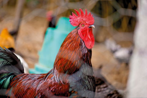 Nimbin Show - Hobart Tourism 0