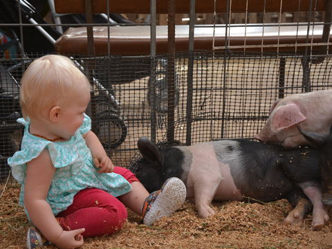 The Gunnedah Show - Tourism TAS 1