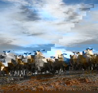 Annual Bredbo Sheep Dog Trials - Tourism TAS