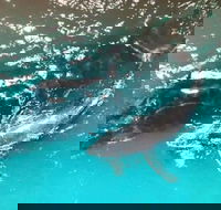 Ningaloo Lodge Exmouth - Tourism TAS