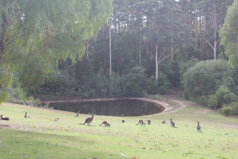 Marima Cottages - Tourism TAS 7