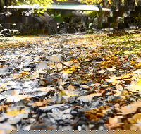 Cradle Forest Inn - Hobart Tourism
