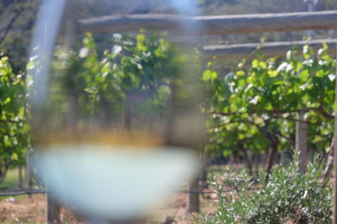 Every Man & His Dog Vineyard - Tourism TAS 4