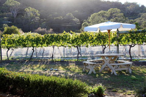 Every Man & His Dog Vineyard - Tourism TAS 6