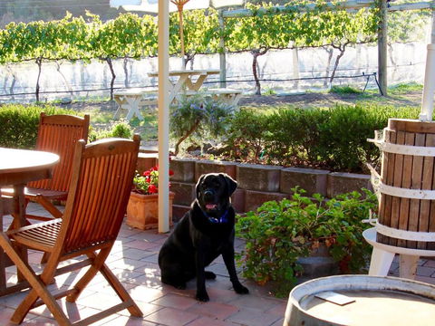 Every Man & His Dog Vineyard - Tourism TAS 7