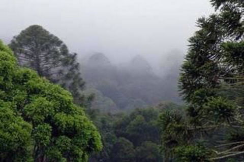 Bunya Mountains Accommodation Centre - Tourism TAS 3
