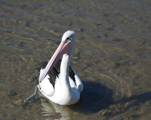 Moreton Bay Beach Lodge - Hobart Tourism 4