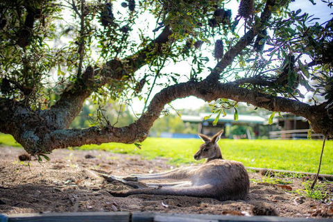 Waterfall Springs Retreat And Wildlife Sanctuary - Tourism TAS 5