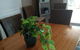 Holiday House - thumb 3