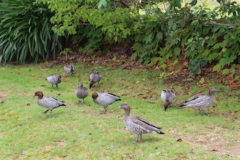 Leura Fairways East - Tourism TAS 1