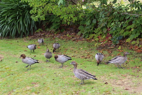 Leura Fairways East - Tourism TAS 2