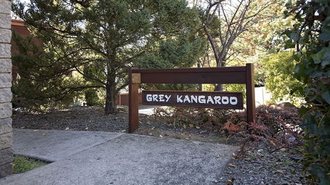 Grey Kangaroo- On Lake Jindabyne Foreshore - Hobart Tourism 0