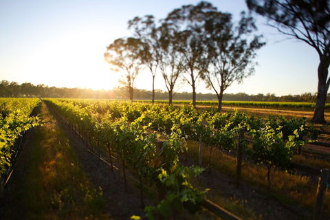 Balgownie Estate Winery Retreat & Restaurant - Hobart Tourism 6
