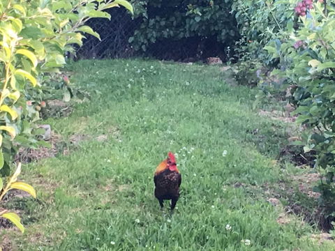 Cygnet Old Bank B & B Cafe & Gift Store - Tourism TAS 2