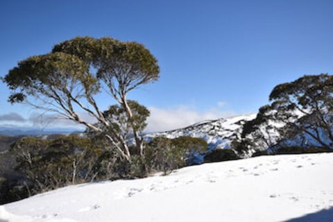 Alpine Heights 9 - Tourism TAS 0