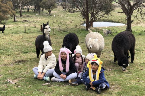 High Country Trail Rides & Farm Stay - Hobart Tourism 2