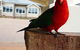 Marysville Garden Cottages - thumb 3