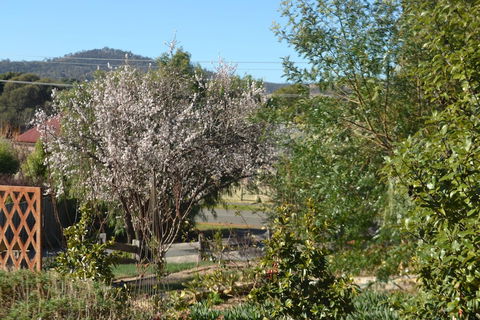 Mulberry Cottage B&B - Tourism TAS 3
