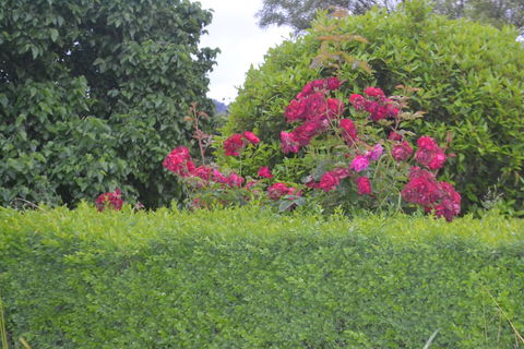 Mulberry Cottage B&B - Tourism TAS 1