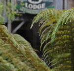The Wombat Cottage - Tourism TAS