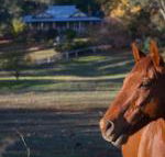 Historic Oak Hill House Estate Truffle Gourmet Festival Region - Tourism TAS