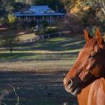 Historic Oak Hill House Estate Truffle Gourmet Festival Region - Tourism TAS 0